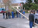 Maibaum 176